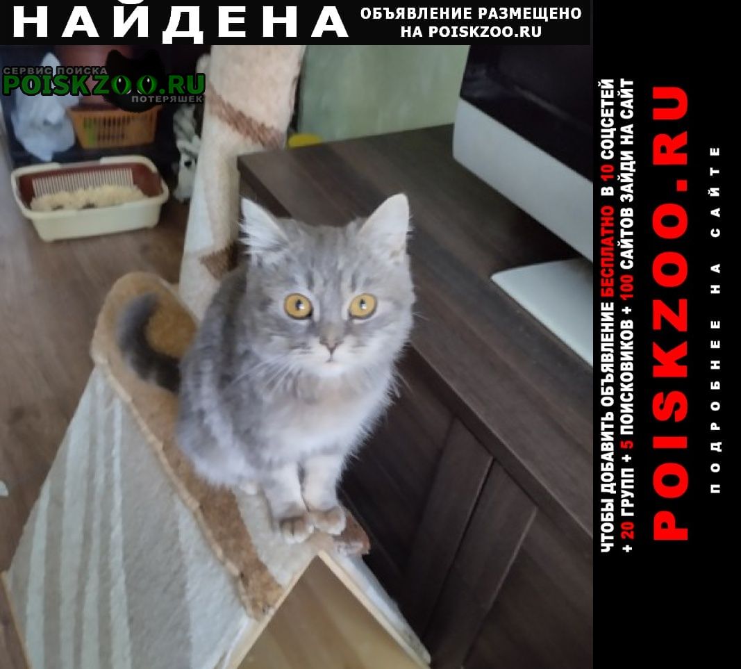 Найдена кошка кошечка Ставрополь