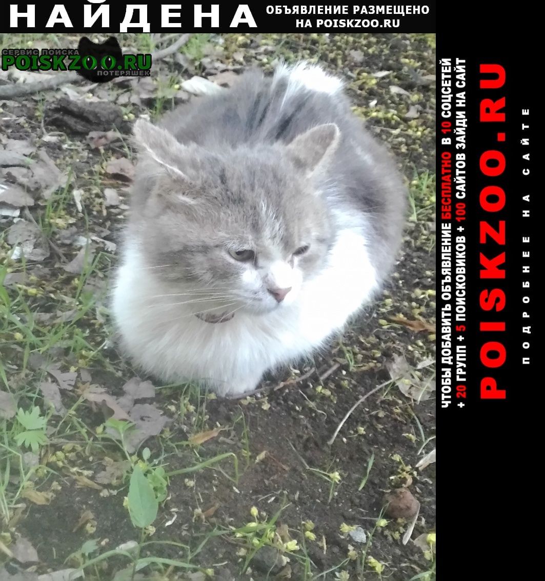 Найден кот с ошейником Москва