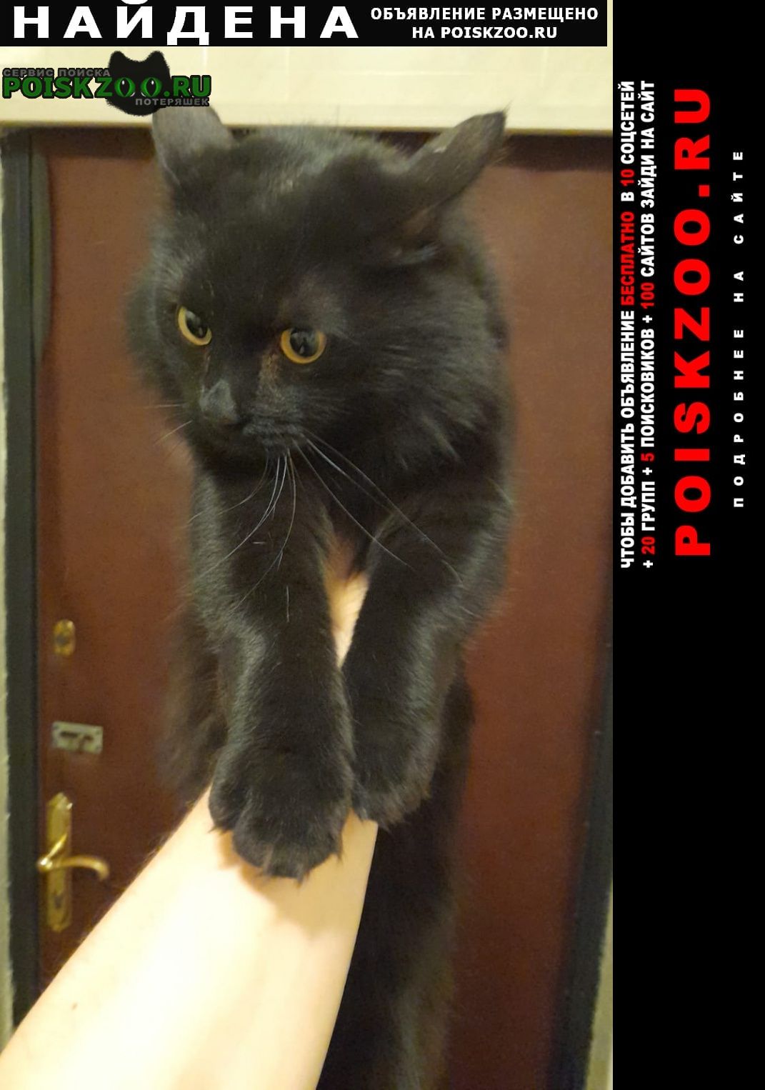 Найден кот черный в центре Люберцы