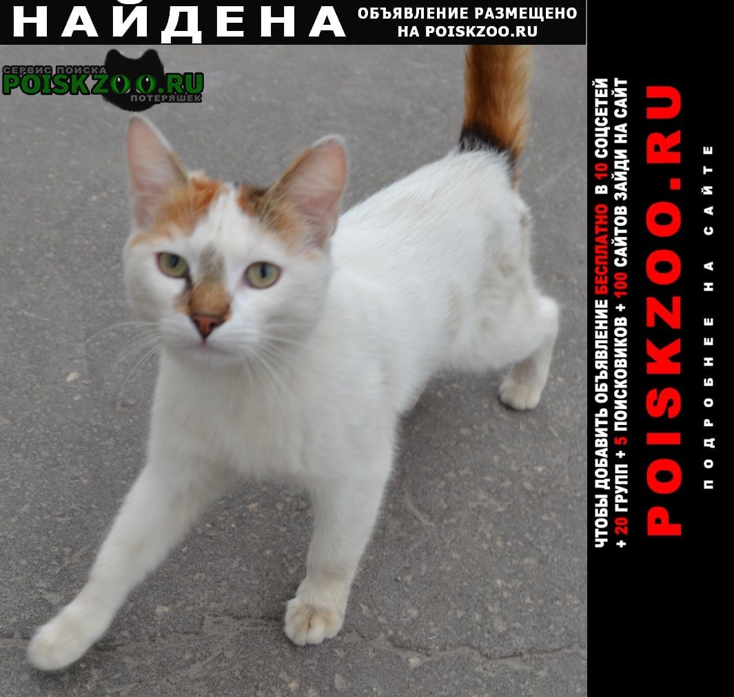 Чебоксары Найдена кошка бело-серо-рыжая