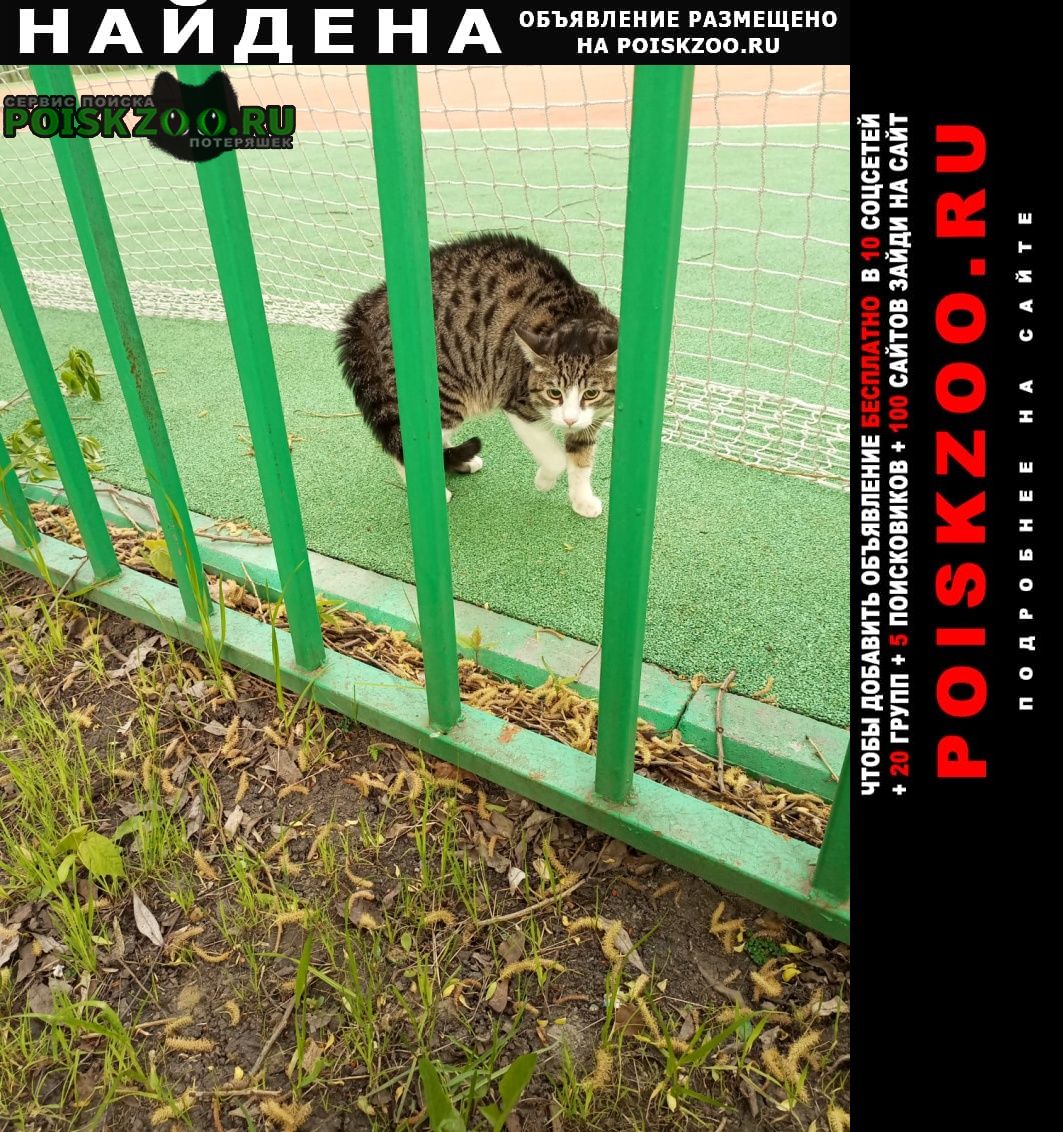 Найдена кошка в стрессе Москва