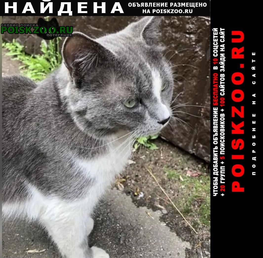 Найдена кошка кот Москва