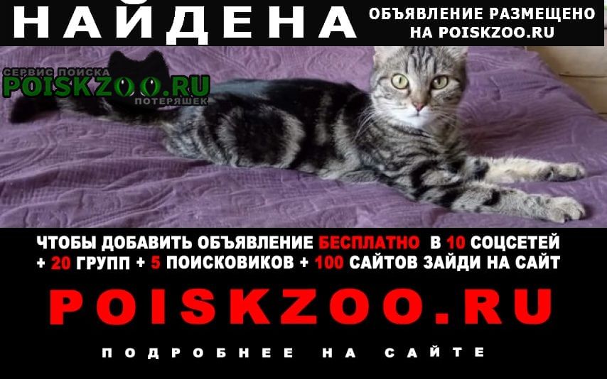 Найдена кошка метис бенгала Москва