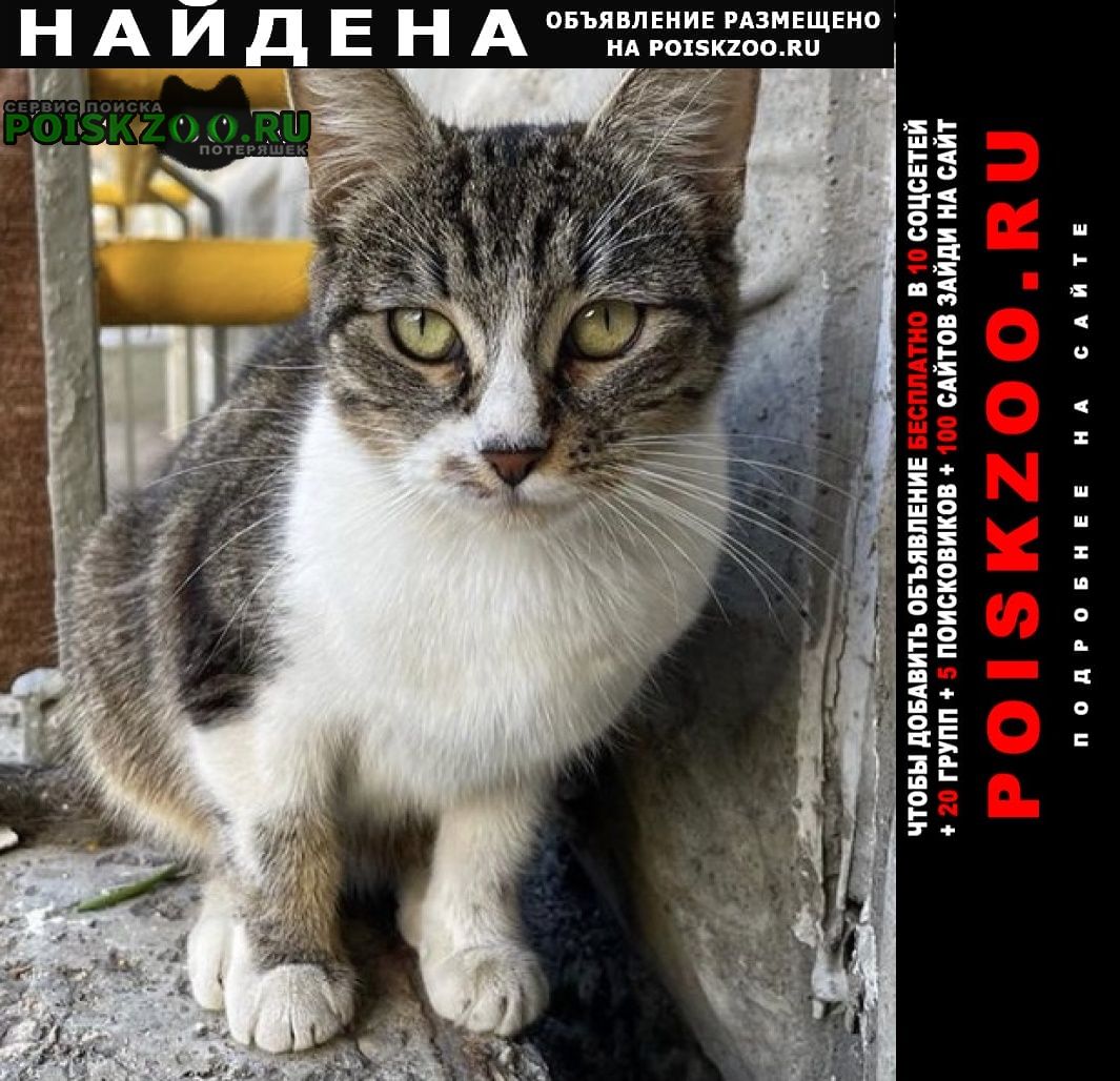 Москва Найдена кошка