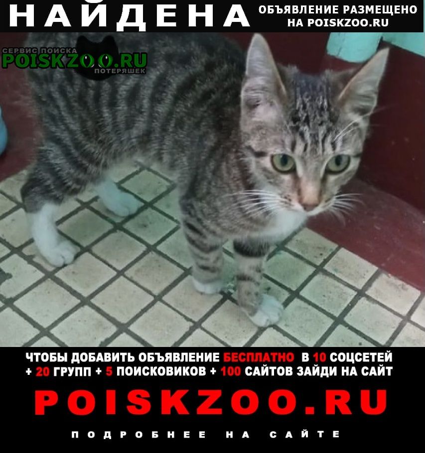 Москва Найдена кошка подросток