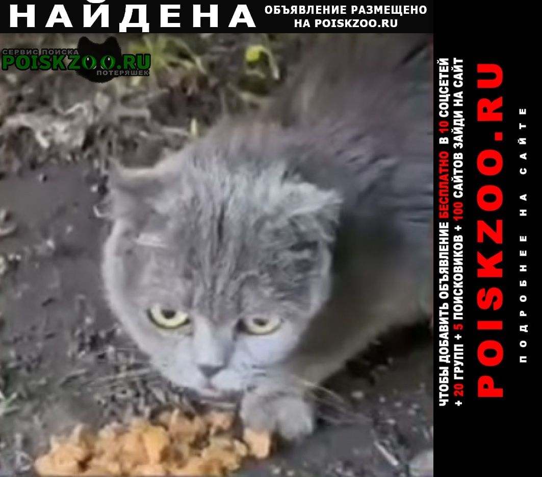 Найдена кошка или кот серо-голубой Москва