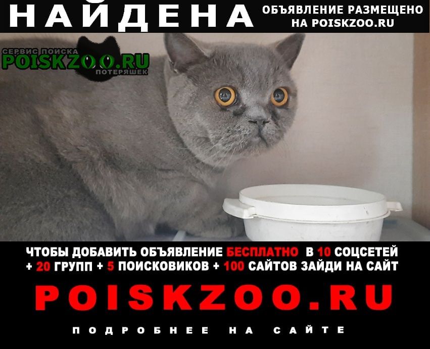 Найден кот британец Санкт-Петербург