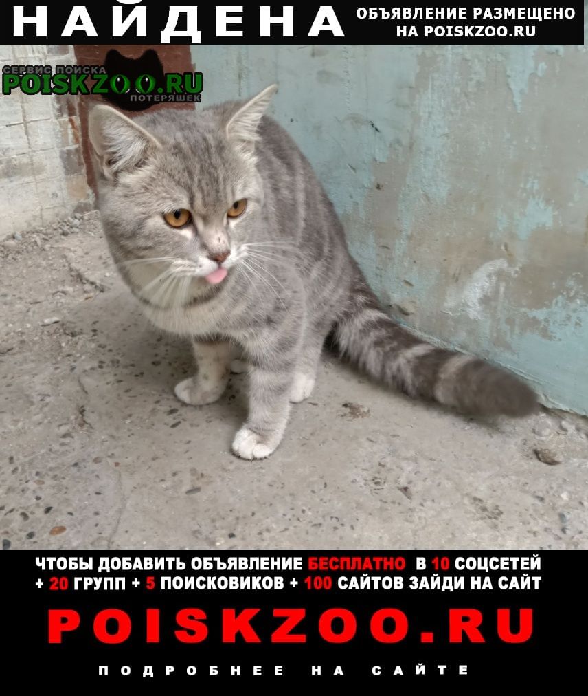 Найден кот Томск