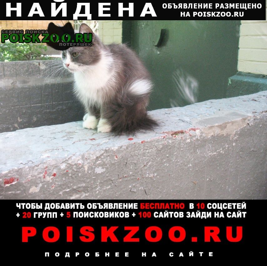 Москва Найдена кошка на улице наримановская