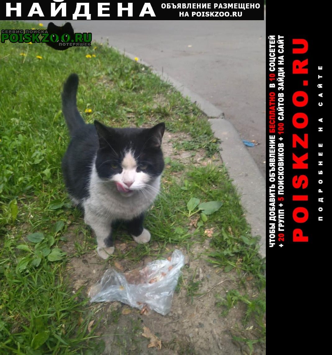 Найдена кошка ласковая, красавица, полубританка Москва
