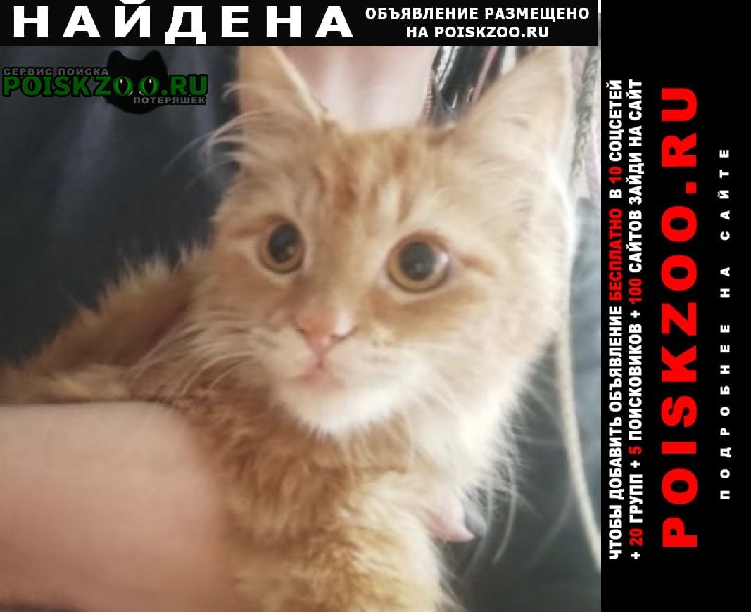 Найдена кошка рыжая Бобруйск