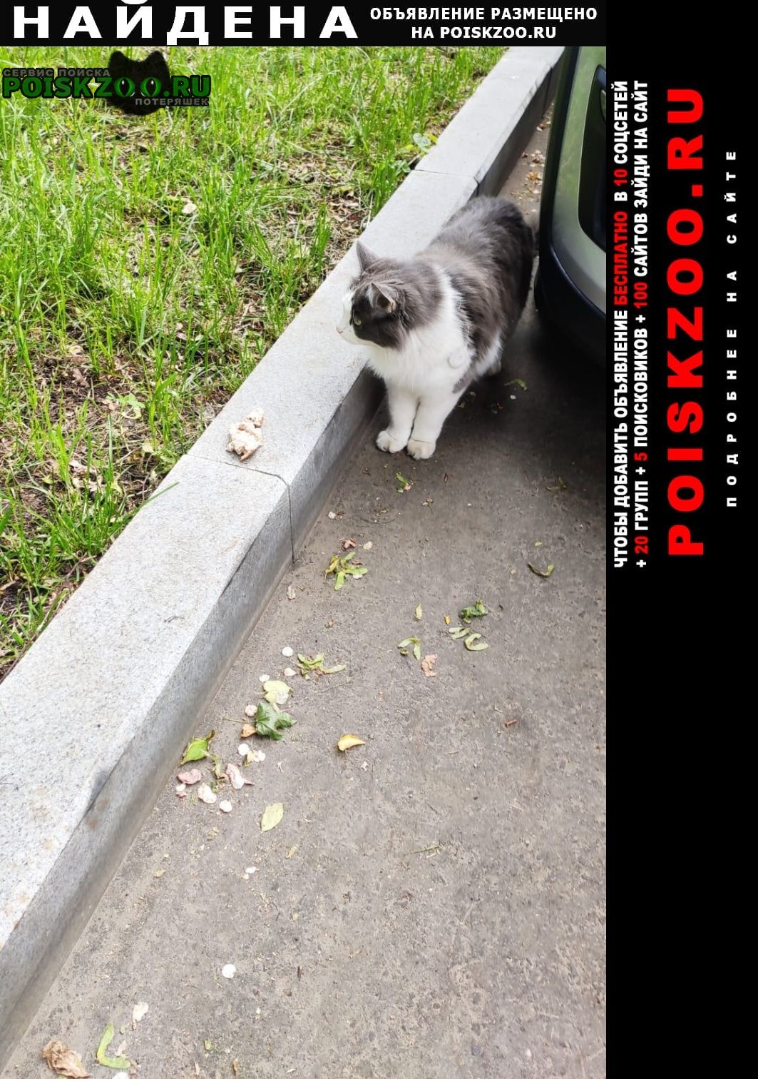 Москва Найдена кошка видели кошку