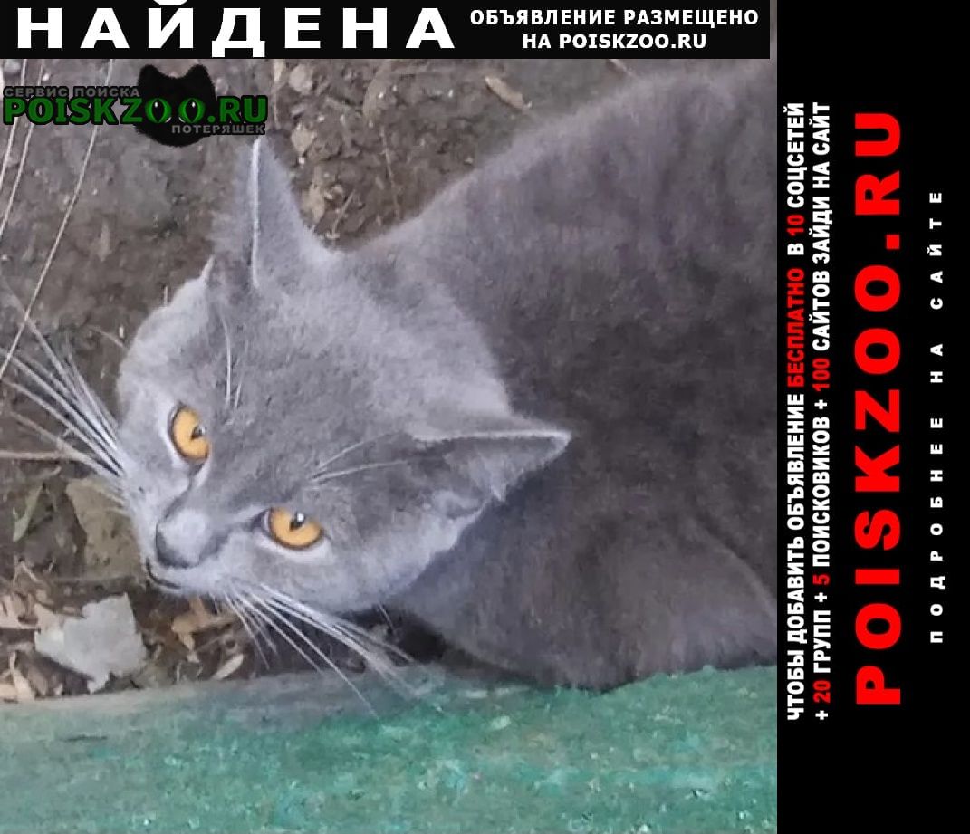 Найдена кошка или кот дымчатый Москва