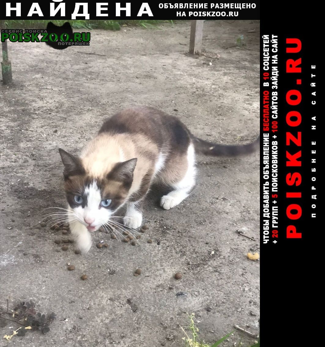 Найдена кошка кошечка Краснодар