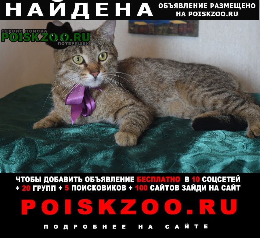Москва Найден кот