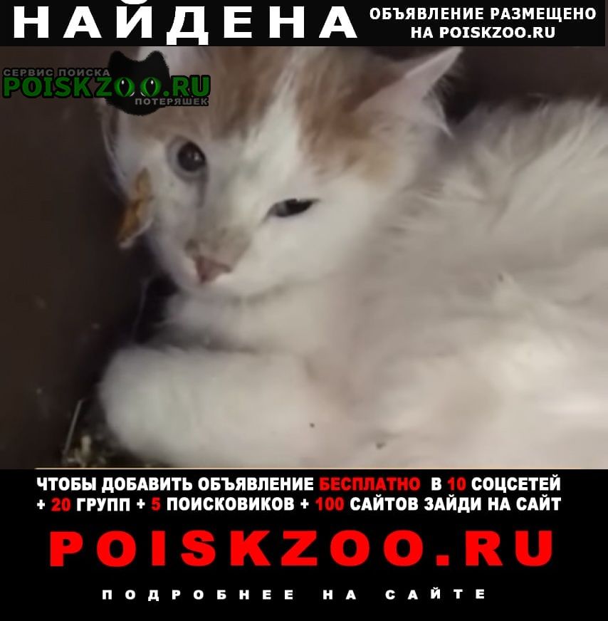 Москва Найдена кошка кот белый с рыжими пятнами