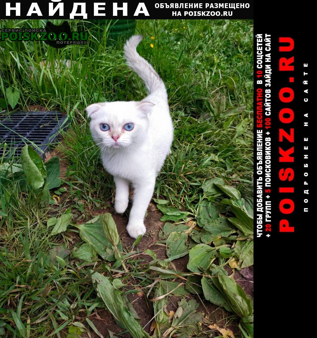 Найден кот белый с голубыми глазками Москва