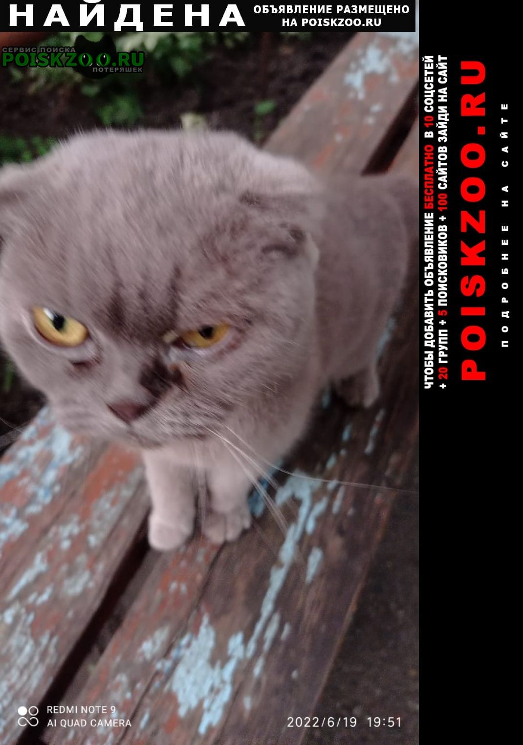 Найден кот Ставрополь