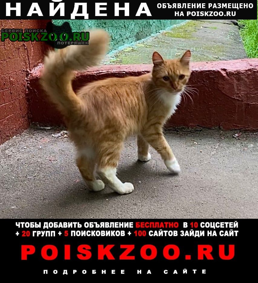 Москва Найдена кошка рыжий котик