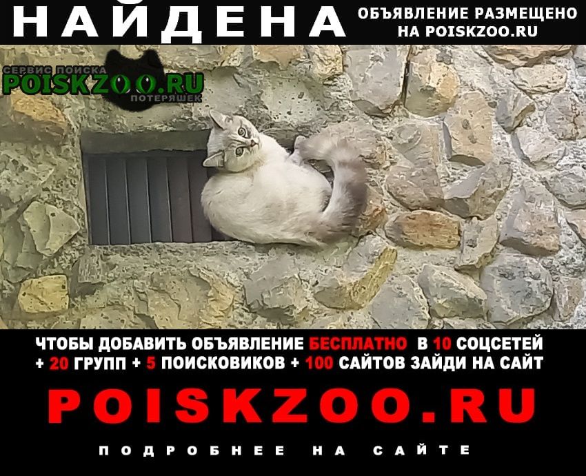 Екатеринбург Найдена кошка