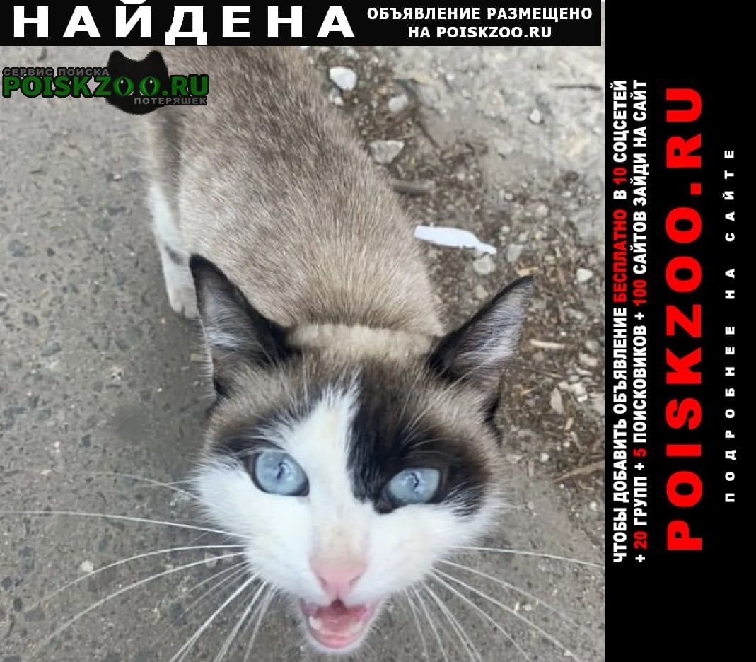 Найдена кошка или кот породистый Павловский Посад