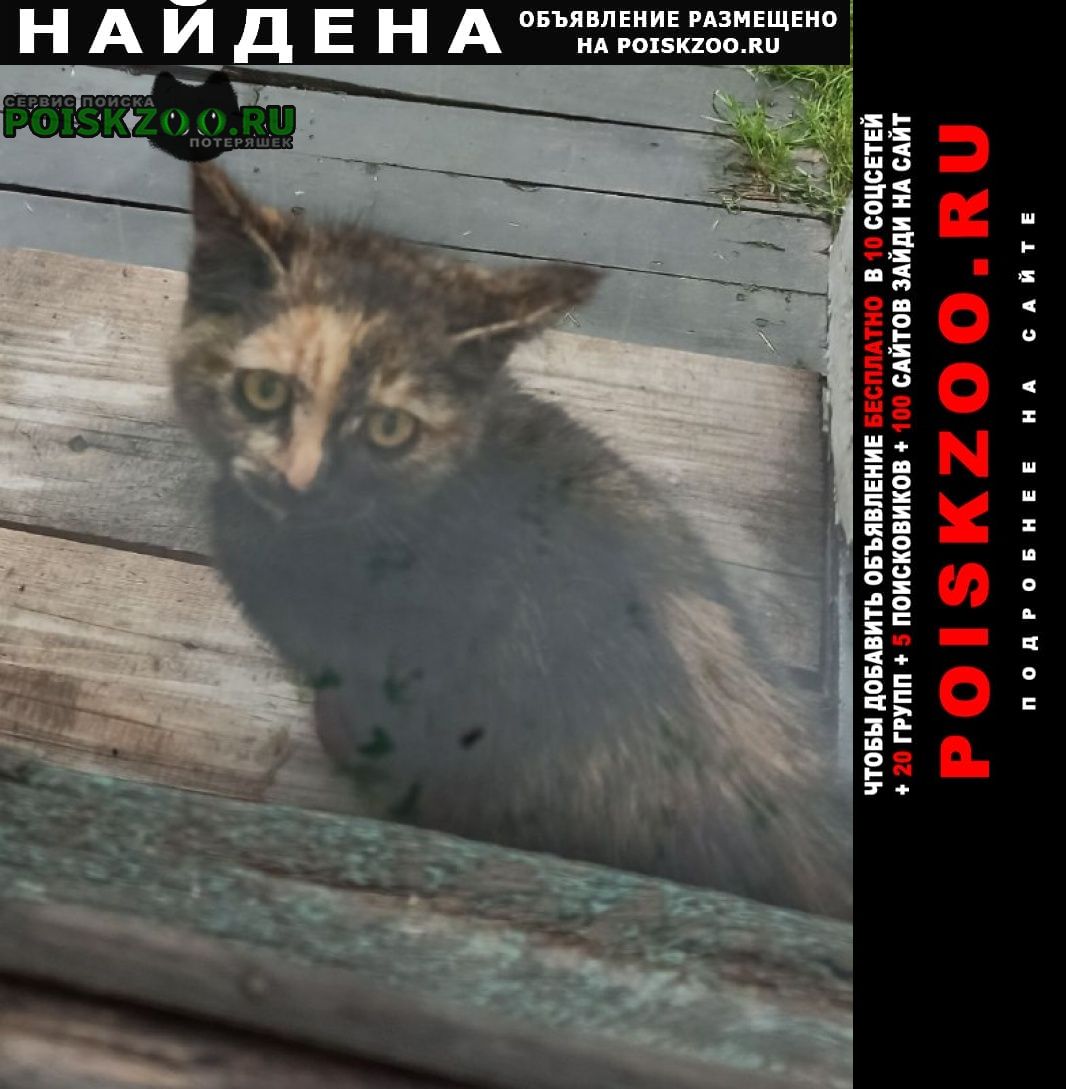 Анжеро-Судженск Найдена кошка котенок