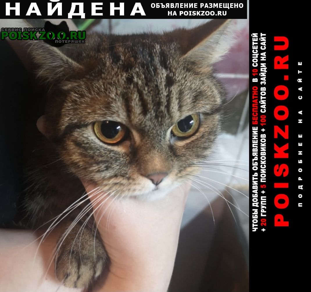 Найдена кошка район бирюлёво западное Москва