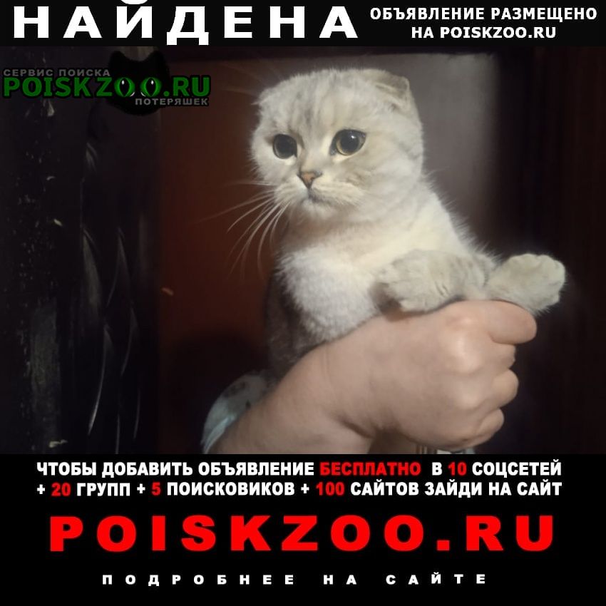 Найден кот Санкт-Петербург