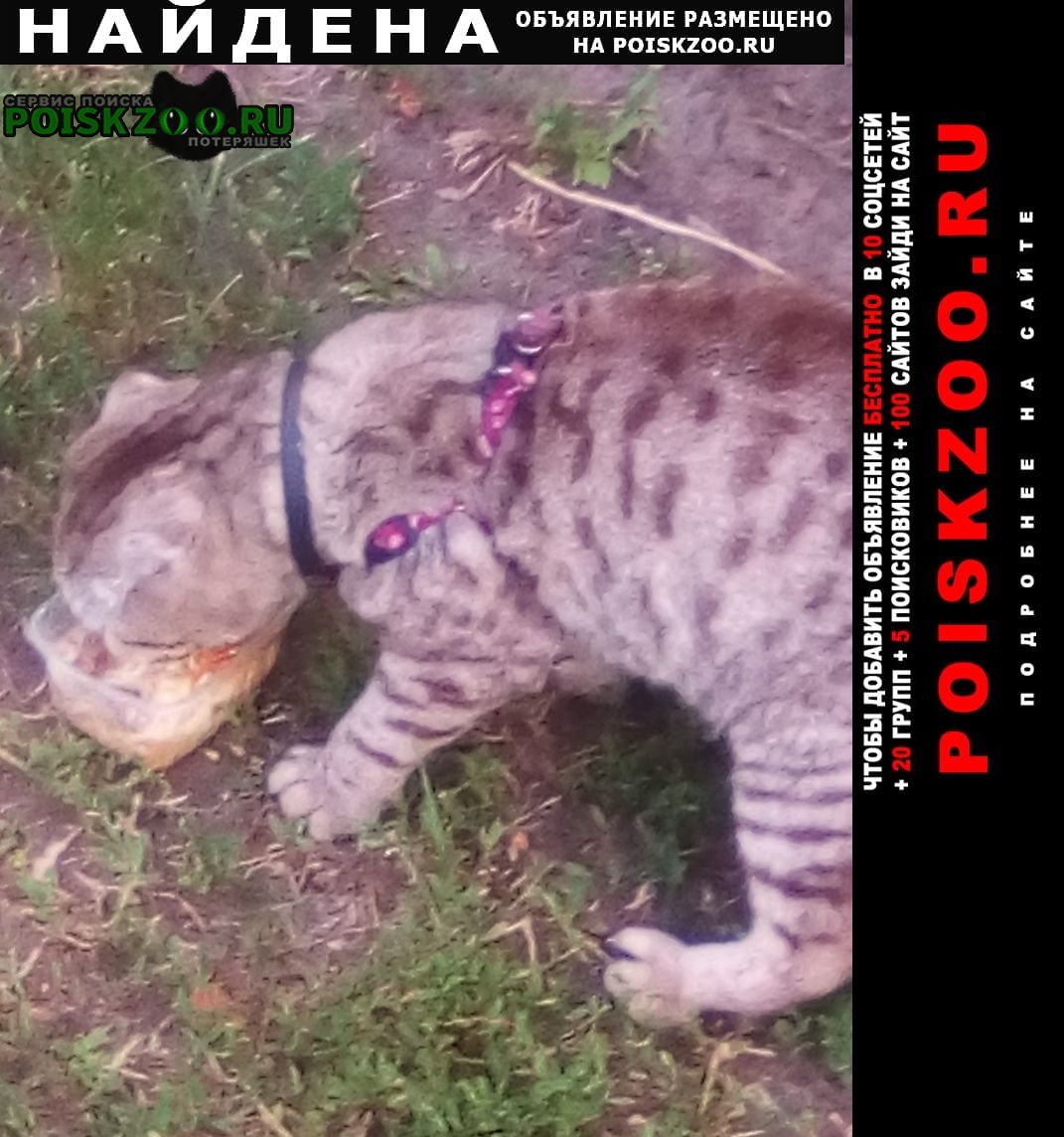 Найден кот Спасск-Рязанский