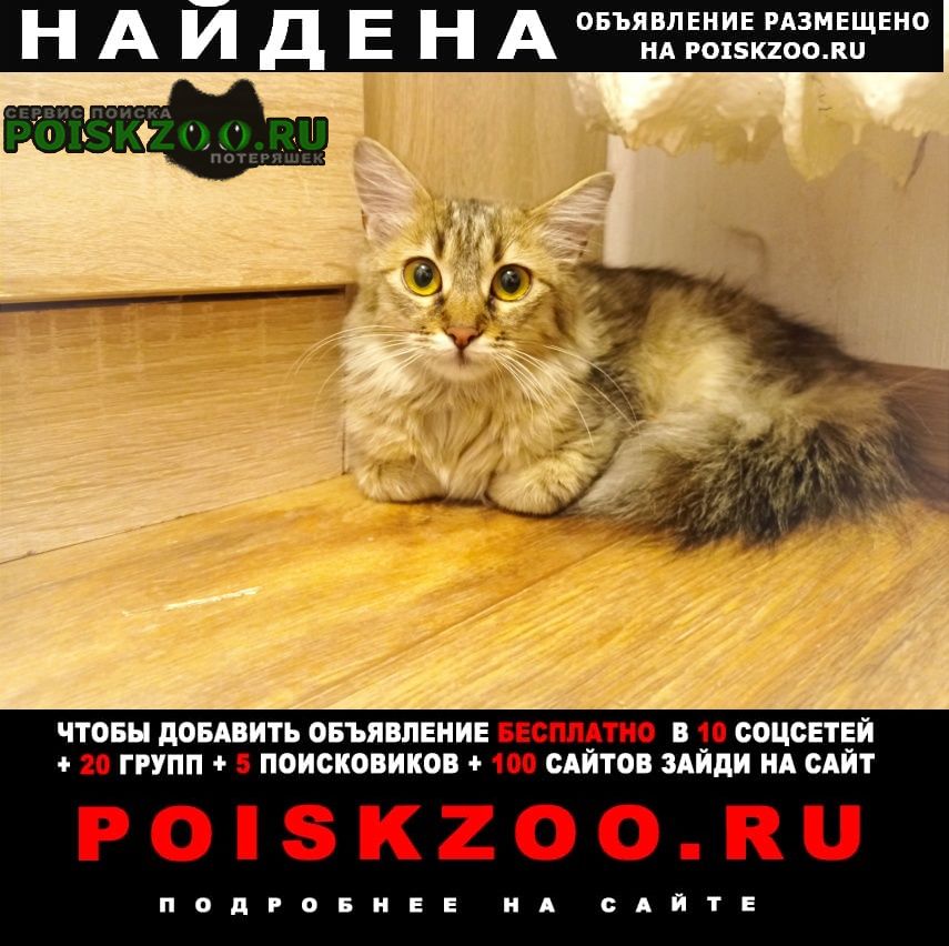 Найдена кошка Брест Брестская обл.