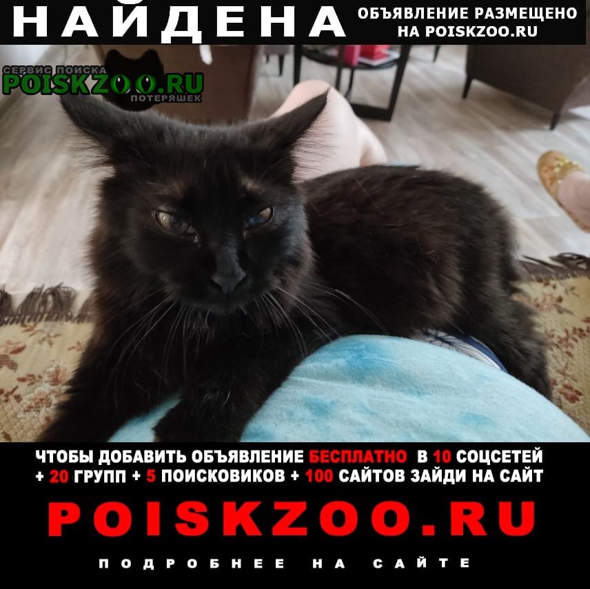 Найдена кошка черная кошечка Краснодар