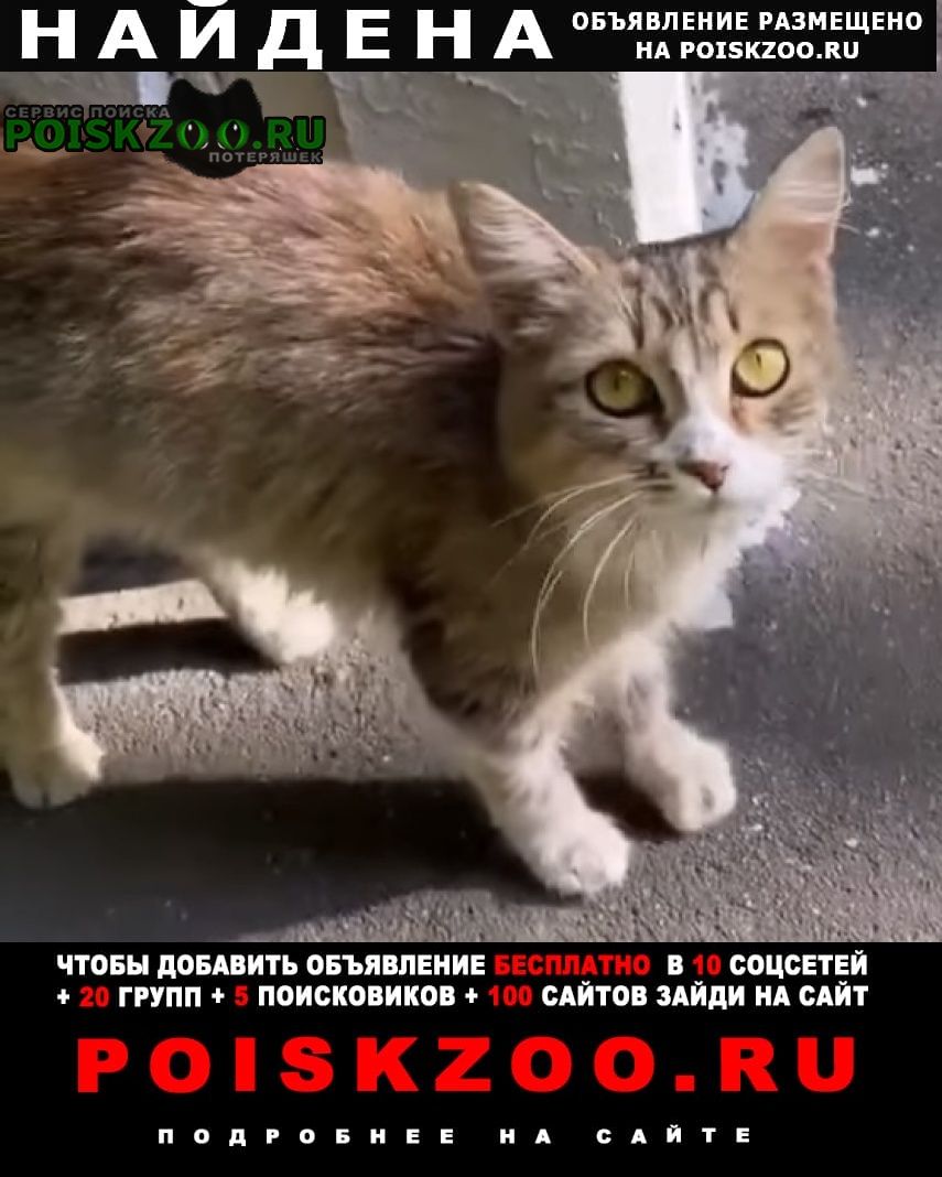 Найдена кошка трёхцветная Красногорск