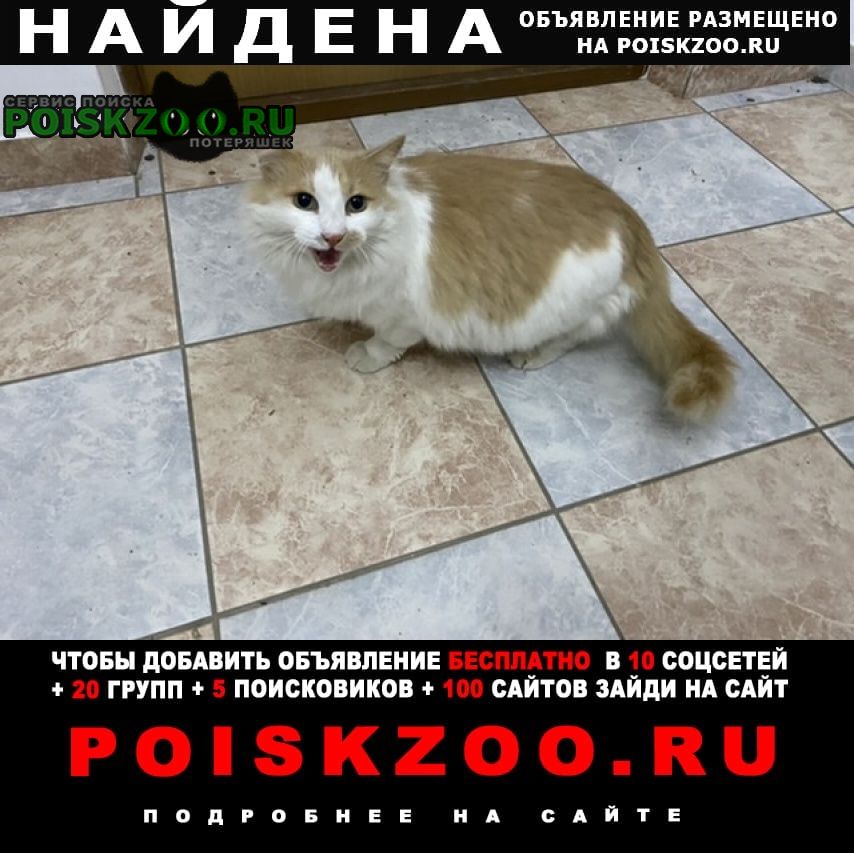 Найдена кошка Краснодар