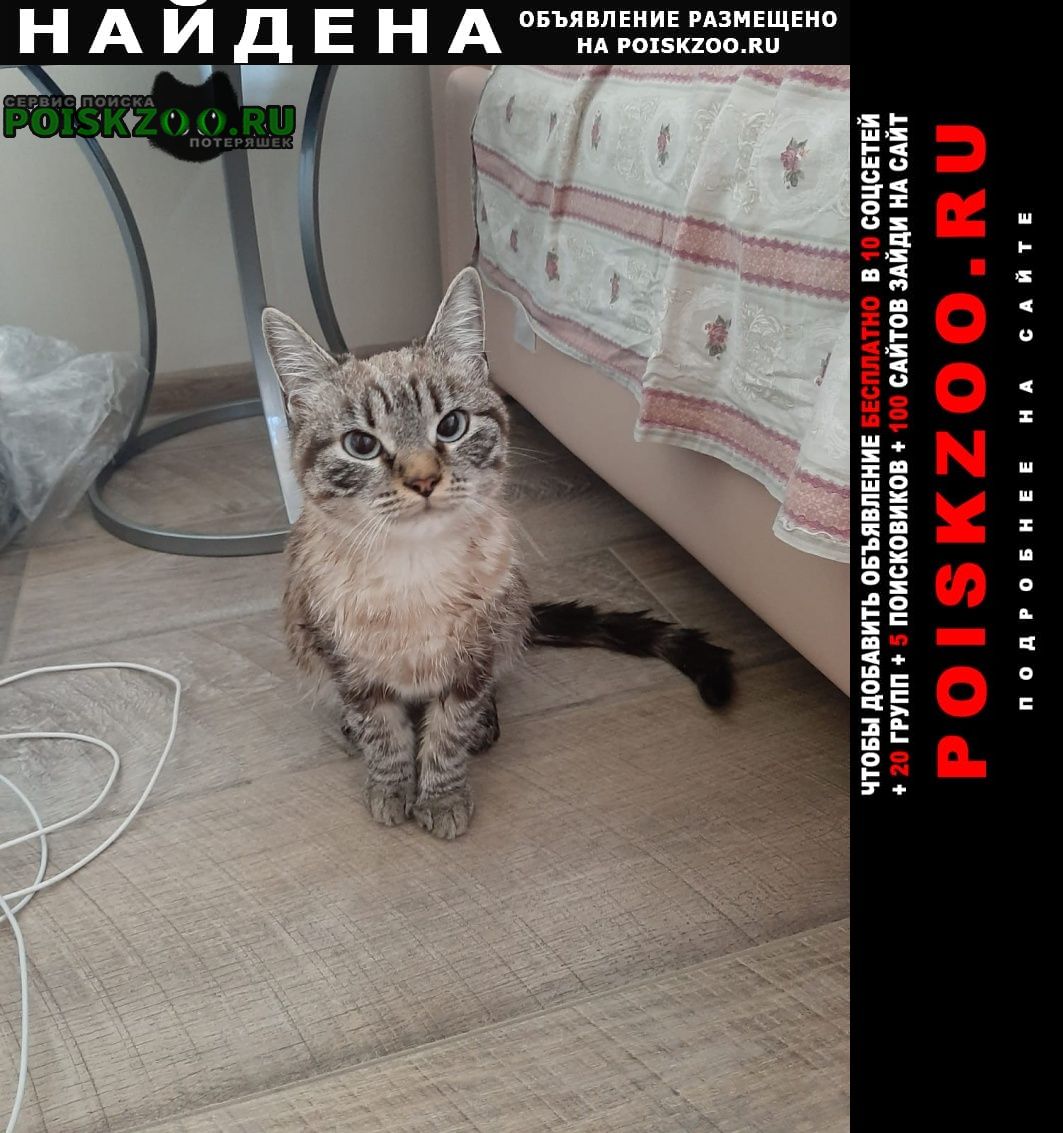Найдена кошка Нахабино