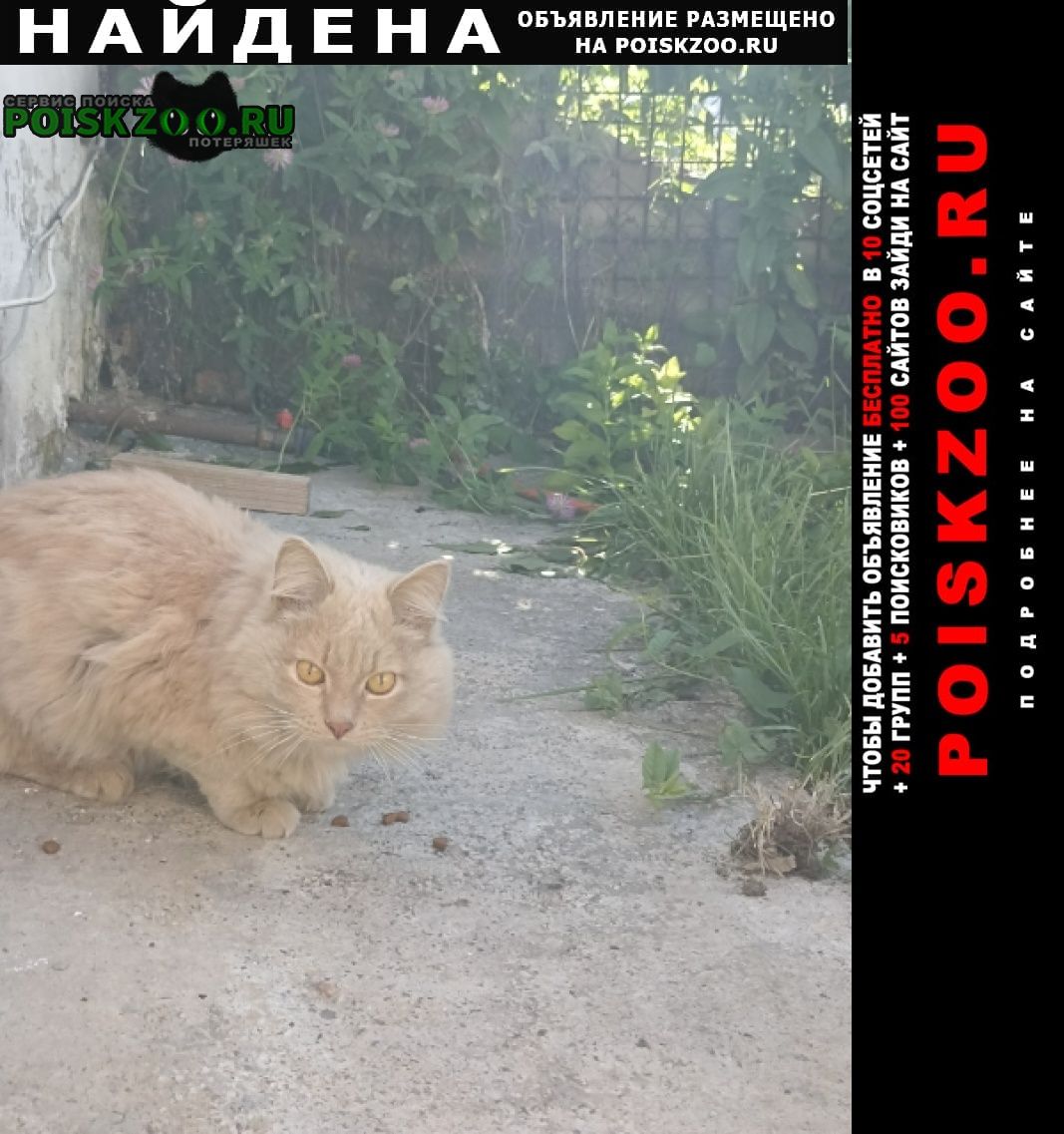 Найден кот Челябинск