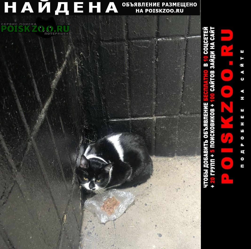 Найдена кошка или кот черно-белый Москва