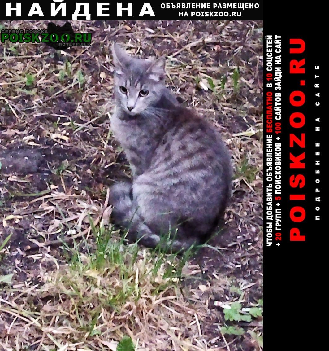 Найден кот серо-стальной котик Москва