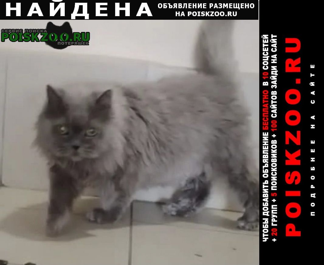 Найдена кошка или кот серый пушистый Москва