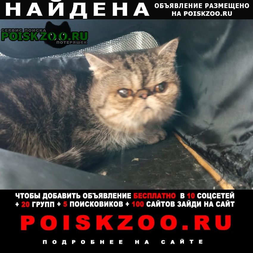 Комсомольск-на-Амуре Найдена кошка кот в переноске