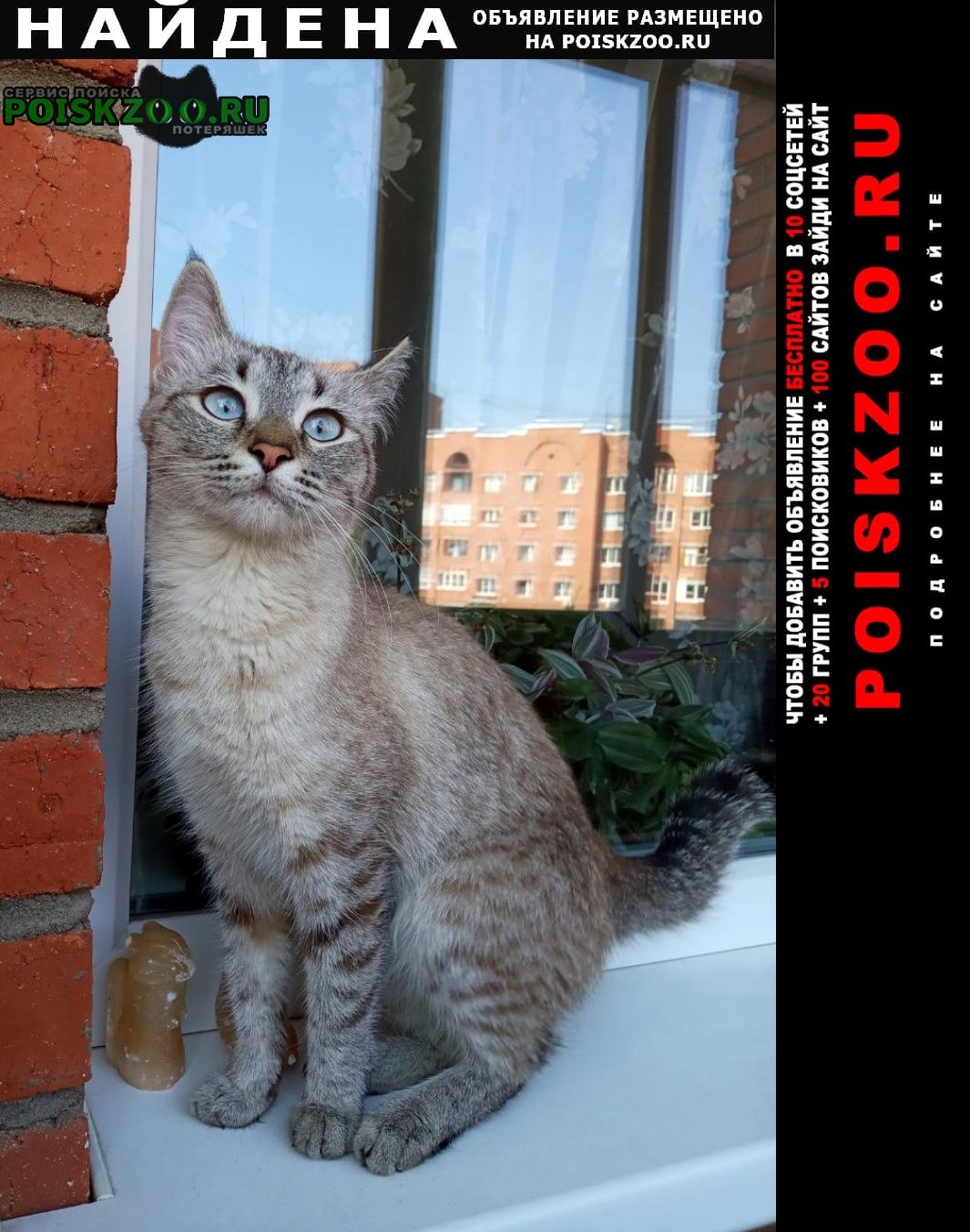 Найдена кошка в районе инорс Уфа