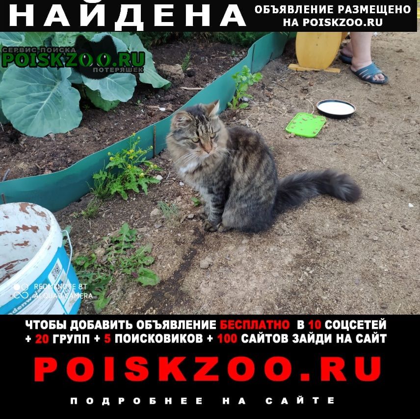 Великий Новгород (Новгород) Найдена кошка