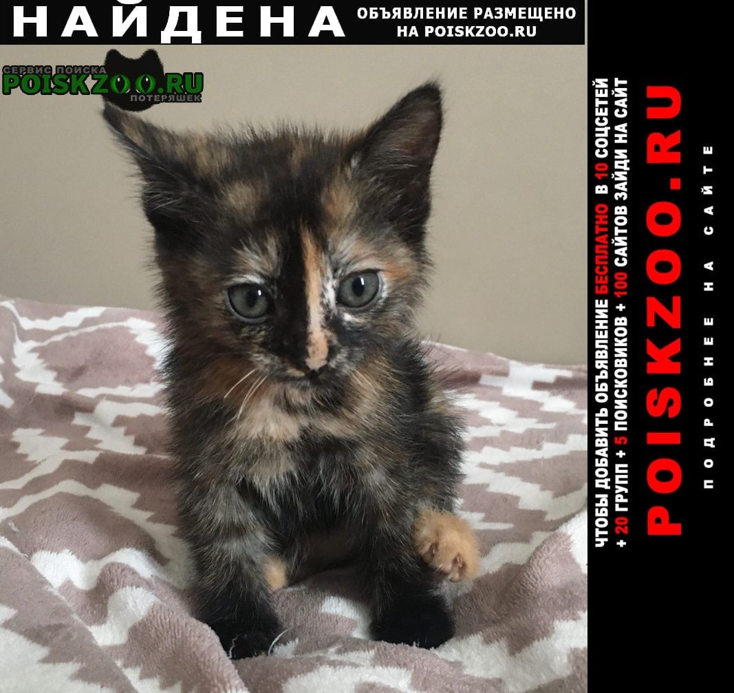 Найдена кошка котенок Хабаровск