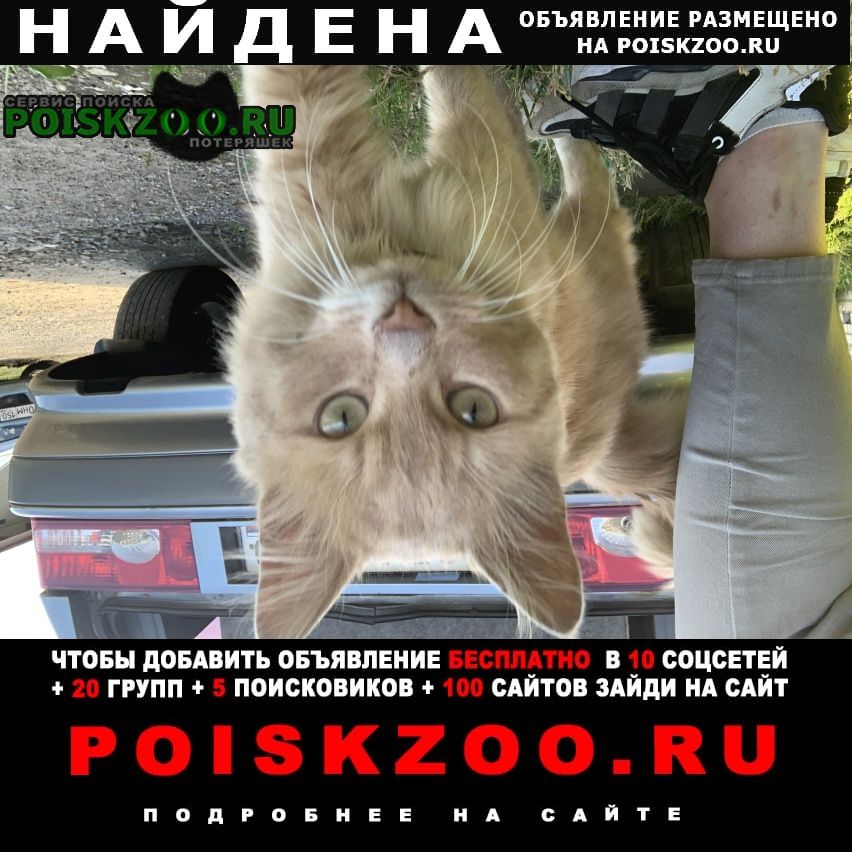 Найден кот Нарофоминск
