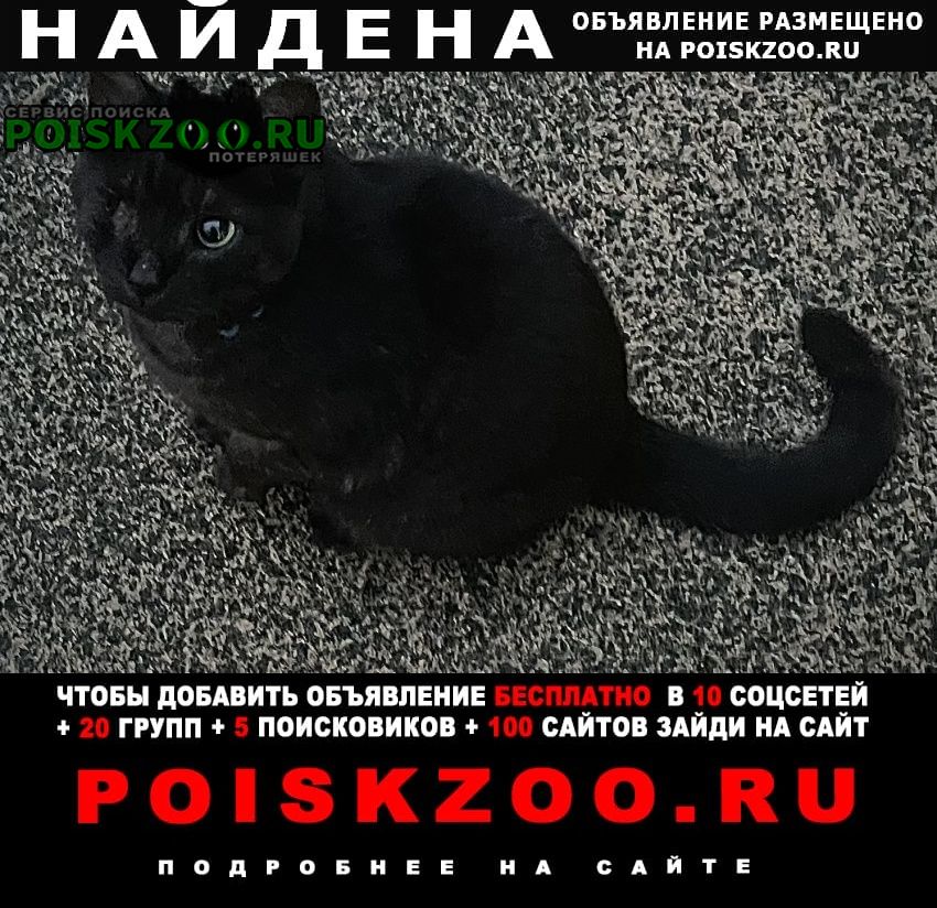 Москва Найден кот с одним глазиком