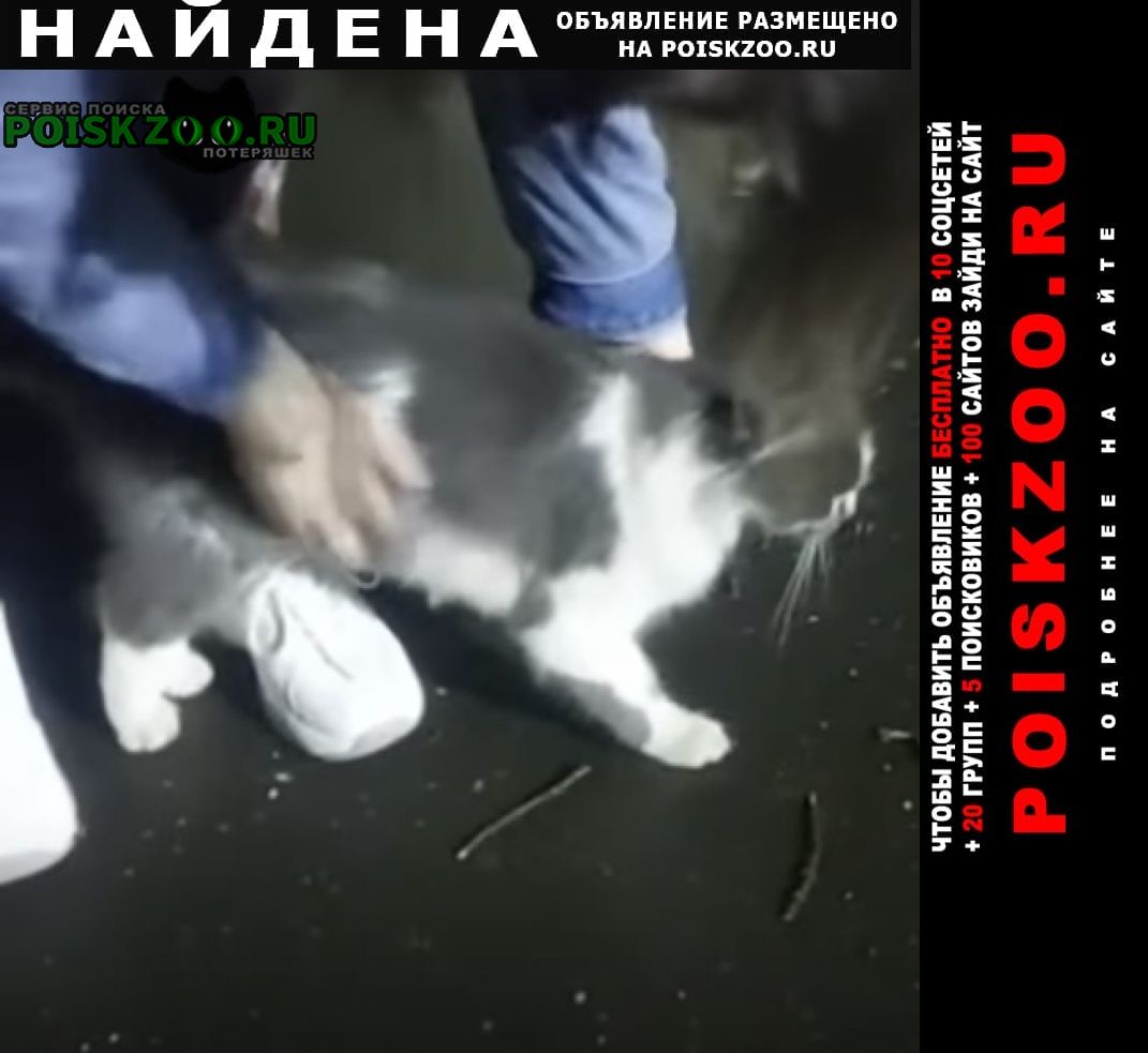 Найдена кошка или кот бело-серый Москва
