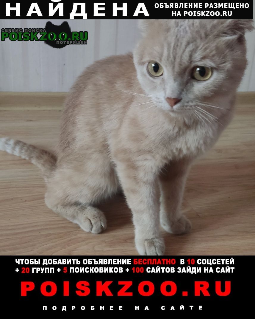 Найден кот рыжий вислоухий кот Москва