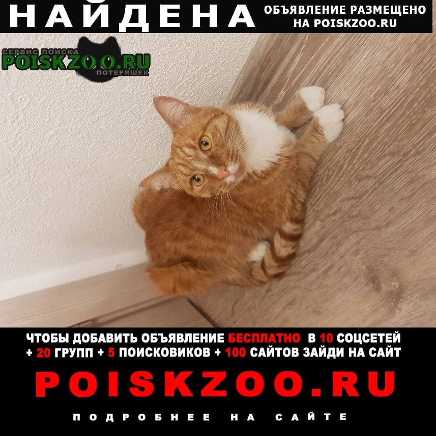 Найден кот рыжий, р-н академический Екатеринбург