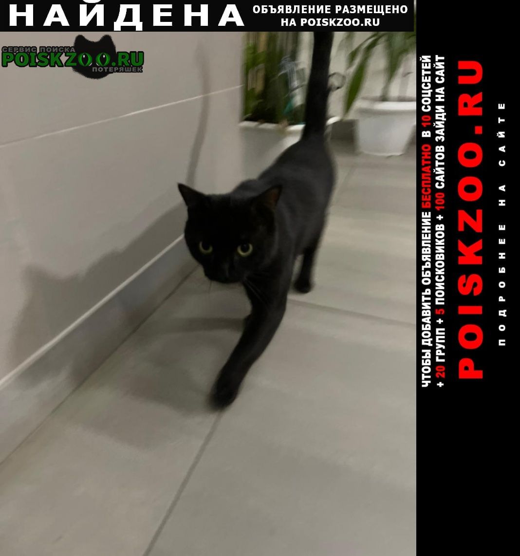 Найден кот черный с ошейником Одинцово