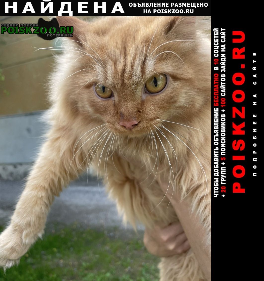 Красноярск Найден кот рыжий кот