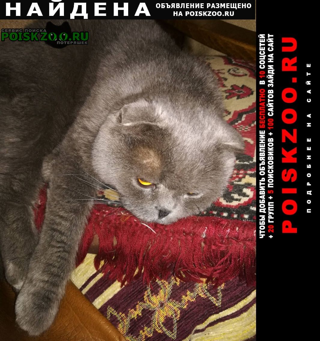 Найдена кошка Дедовск